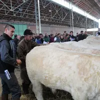 Chacun des éleveurs a porté un soin particulier à ses bêtes afin de les présenter sous leurs meilleurs aspects.