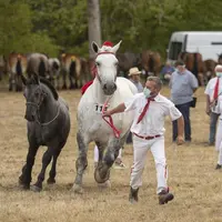 Les chevaux finalistes du concours bourbonnais pourront concourir lors prochain Sommet de l’Élevage à Cournon-d’Auvergne en octobre.
