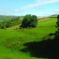 Un fond de prairie humide.