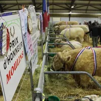 Les grands gagnants de Moulins affichent un phénotype irréprochable.