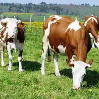 La production française de lait a reculé en avril de 1,1% sur un an, dans un contexte de surproduction mondiale et de chute des prix.