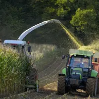 Les récoltes de maïs ensilage sont moyennes, loin d’être satisfaisantes pour beaucoup d’éleveurs qui attendent, désormais, les analyses qualités.