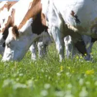 Au 1er janvier 2015, 100% des vaches des producteurs devront être nées et élevées sur la zone pour bénéficier de l'Appellation.