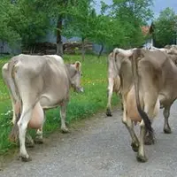 Les meilleurs élevages produisent jusqu’à 10 000 litres de lait par vache et par an et le lait de Brune contribue grandement à la renommée des fromage
