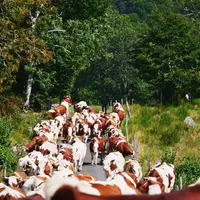 "agriculteurs, homme de l'ombre"