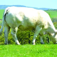 En charolais des systèmes naisseurs en contexte herbager avec finition de femelles à l’herbe.