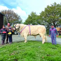 Rodrigue a remporté le Prix d'Honneur Mâles Juniors lors du concours de Saint-Gervais-d'Auvergne.  Ce jeune taureau du GIE Charolais Leader est sous l
