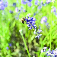 Cet été, les abeilles puydômoises ont eu suffisamment de nectar pour reconstituer leurs stocks hivernaux.