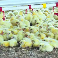 Poussins
