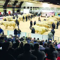 Ambiance lors de la finale nationale des concours de la race charolaise lors de l’édition 2021.