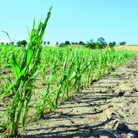 L'État gèrera directement le versement de l'indemnisation publique pour pertes catastrophiques aux agriculteurs n'ayant pas assuré leurs cultures.