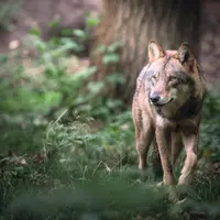 Loup