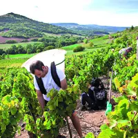 L'Auvergne est le 1er vignoble de France, avec ses 400 ha de vignes plantées au pied de la Chaîne des puys.