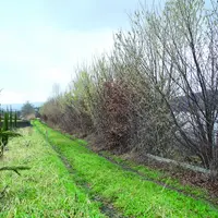 Dans le Puy-de-Dôme, 30 km de haie seront plantés d'ici 2024 dans le cadre de "Plantons des haies".