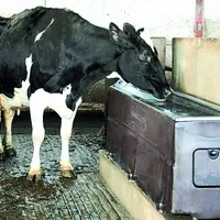 Prim'holstein et abreuvoir.