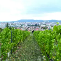 La cartographie du vignoble devrait permettre de préserver et de développer les surfaces