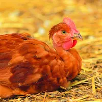 Un cas de grippe aviaire sur faune sauvage a été décelé à Vichy (03).