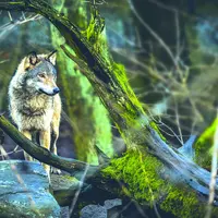Loup
