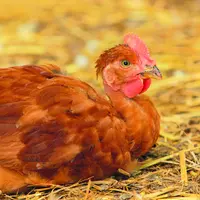 Poule