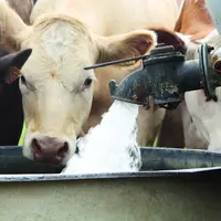 Vaches s'abreuvant