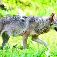 Loup