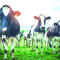 Troupeau de vaches laitières