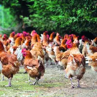 La production de volailles fermières d’Auvergne est un des piliers de l’agriculture régionale.