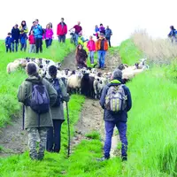 Une promenade de 8 km aux côtés des brebis était organisée pour sensibiliser le grand public aux intérêts du pastoralisme.