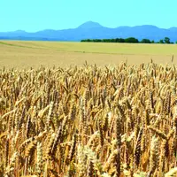 Sur les cinq dernières années, le rendement moyen en blé a diminué de 10% en Limagne en raison, principalement, des accidents météorologiques.