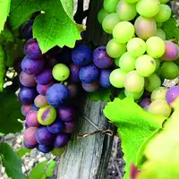 La véraison est bien entamée dans les vignobles du Puy-de-Dôme.
