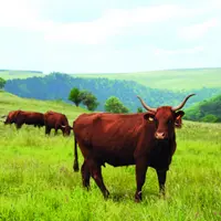 L'emprise des bovins sur l'embroussaillement est plus limitée que celle des ovins.