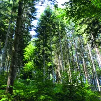 L'uniformisation de la forêt serait un danger à sa résilience face au changement climatique.