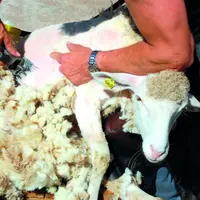 Le prix actuellement payé au producteur pour la laine brute (0,20 €/kg) « ne permet pas de couvrir les frais de tonte », selon le rapport.