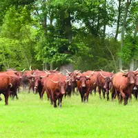La FCO-8 s'avère inhabituellement virulente. Les éleveurs sont appelés à la vigilance.