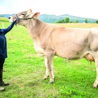 Justine Fartaria et Picholine du Gaec de l'Oiseau (Chambon-sur-Lac, Puy-de-Dôme) participeront au concours national Brune.