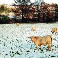 Même couvertes de quelques centimètres de neiges, l'herbe reste appétante pour les animaux, à condition qu'elle soit bien verte.