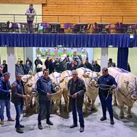 200 animaux issus de 30 élevages sont attendus dans la halle Cœur de Combrailles, le week-end des 4 et 5 novembre prochains.