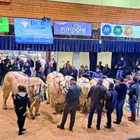 Des éleveurs charolais présentent leurs vaches sur un ring, devant un public.
