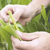 D’ici la fin de cette semaine (ndlr : le 26 juillet), Régis Rougier,
président du syndicat des producteurs de maïs semence estime qu’environ « 50% de