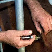 200 000 doses permettent de vacciner 100 000 bovins