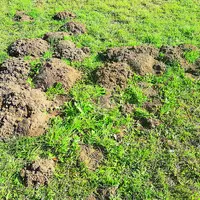 Ravage de campagnols terrestres dans les prairies