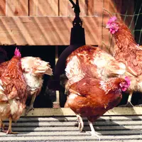 Groupe de poules