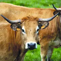 Vaches