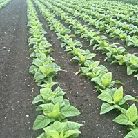 Aujourd’hui, la culture du tabac demande 450 heures de travail à l’hectare soit deux fois moins qu’autrefois.