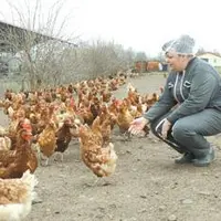Les 6000 Lohmann d’Isabelle Faye disposent d’un parcours extérieur de 2,5 hectares,« pour vivre leur vie de poule ».