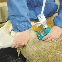 Même si la situation française concernant la FCO reste plutôt favorable, la vaccination est recommandée.