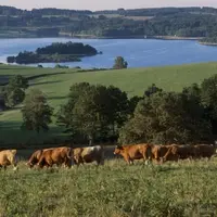 La Turquie constitue une nouvelle opportunité d'export pour la filière bovine française.
