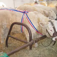 Babylone
2ème prix d’honneur laitonne pour Babylone (fille de Valseur) du GAEC Astre Père et fils de la commune de La Celle