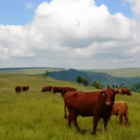 Les présidents de région Auvergne et Rhône-Alpes estiment que l'acte II de la loi Montagne devra contribuer à soutenir le secteur agricole.