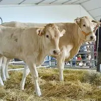 Marc Alezard a exposé l’une de ses vaches et son veau à la Ferme du Massif lors de la Foire Internationale de Cournon. Cette même «diva » participera